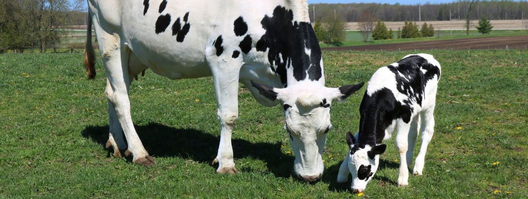 Carne de ternera Frisona: Un delicado manjar del norte de España cada vez más valorada